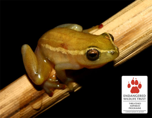 Pickersgill’s Reed Frog - the focal species of the EWT's Threatened Amphibian Programme.